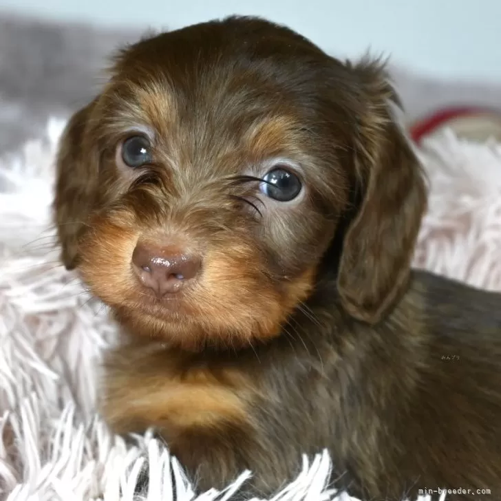 ID：2503-07018の子犬