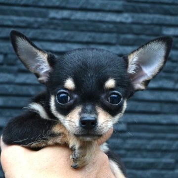 チワワ(スムース)【大分県・女の子・2025年9月1日・ブラック&タン】の写真「可愛い女の子です。父親犬遺伝子検査クリアです。」