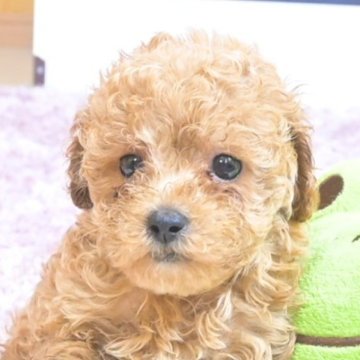 トイプードル(トイ)【大分県・女の子・2025年5月3日・アプリコット】の写真「1mmアンダー、母犬遺伝子検査クリア」