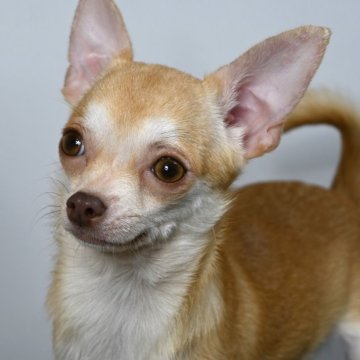 チワワ(スムース)【大分県・女の子・2024年4月30日・フォーン】の写真「可愛い女の子、両親遺伝子クリア、ワクチン２回済」