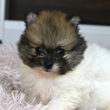 ポメラニアン【大分県・男の子・2025年1月27日・パーティー】の写真「両親共遺伝子検査クリア。3/21までの掲載です。」