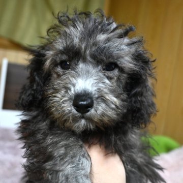 トイプードル(トイ)【大分県・男の子・2024年12月2日・シルバー】の写真「可愛い男の子です。父親犬遺伝子検査クリアです。」