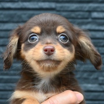 チワックス(チワワ×ダックスフンド)【大分県・男の子・2025年9月3日・チョコレート&タン】の写真「可愛い男の子。父親犬遺伝子検査クリア。」