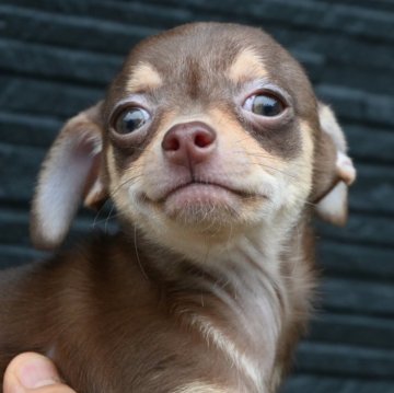 チワワ(スムース)【大分県・男の子・2025年9月1日・チョコレート&タン】の写真「可愛い男の子です。父親犬遺伝子検査クリアです。」