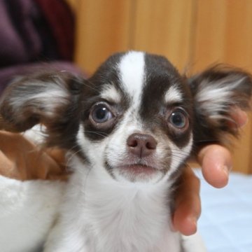 チワワ(ロング)【大分県・男の子・2025年9月13日・ホワイト&チョコレート】の写真「１枚アンダー、可愛い男の子。母親遺伝子検査クリア」