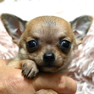 チワワ(スムース)【大分県・男の子・2025年2月28日・フォーン】の写真「4/25までの掲載です。父親犬遺伝子検査クリア」