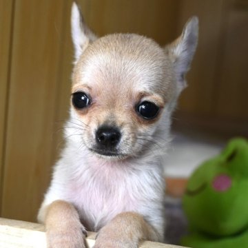 チワワ(スムース)【大分県・男の子・2025年2月28日・ブルーフォーン】の写真「父親犬遺伝子検査クリア」