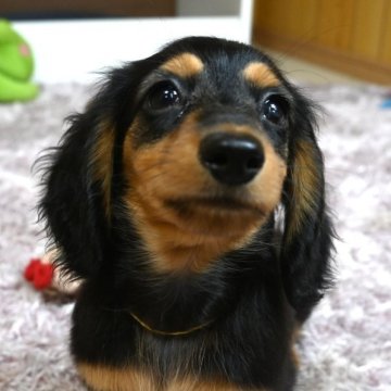 カニンヘンダックスフンド(ロング)【大分県・男の子・2025年4月4日・ブラック&タン】の写真「可愛い男の子です。父親犬遺伝子検査クリアです。」