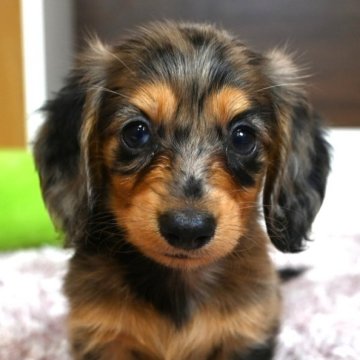 カニンヘンダックスフンド(ロング)【大分県・男の子・2025年4月4日・シルバーダップル】の写真「可愛い男の子です。父親犬遺伝子検査クリアです。」