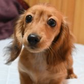 カニンヘンダックスフンド(ロング)