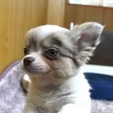チワワ(ロング)