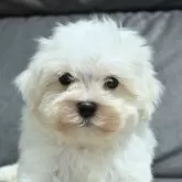 マルチーズ