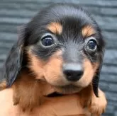 カニンヘンダックスフンド(ロング)【大分県・男の子・2025年12月6日・ブラック&タン】の写真1「８１０ｇ」