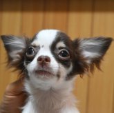 チワワ(ロング)