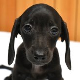 ミニチュアダックスフンド(スムース)