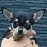 チワワ(スムース)