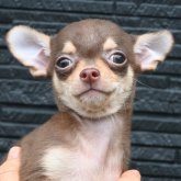 チワワ(スムース)