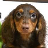 カニンヘンダックスフンド(ロング)