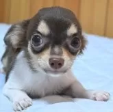 チワワ(ロング)