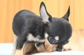 チワワ(スムース)【大分県・女の子・2025年9月1日・ブラック&タン】の写真8
