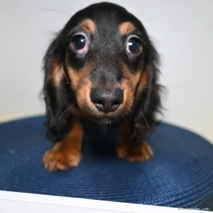 ID：2309-06430の子犬