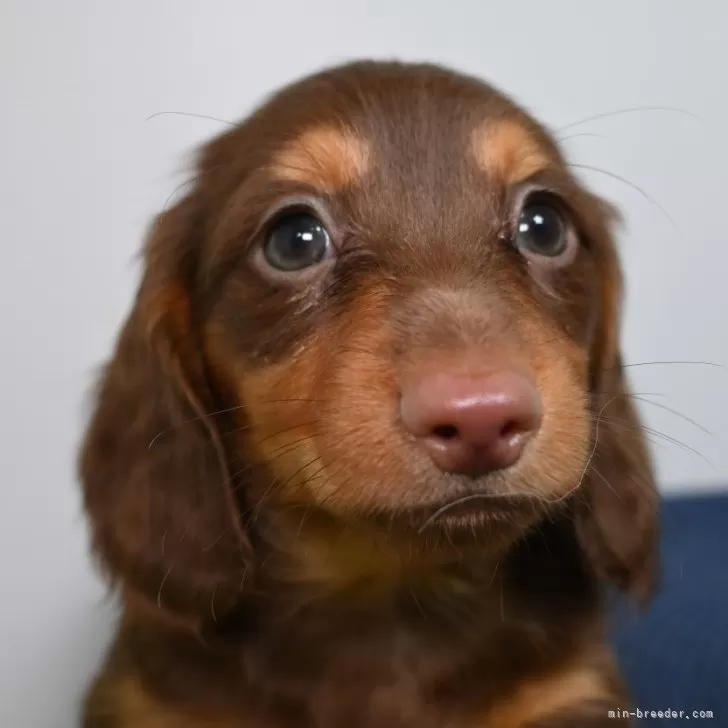 ID：2406-00973の子犬