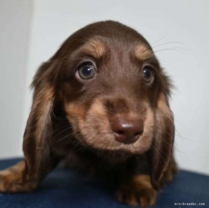 ID：2311-00623の子犬