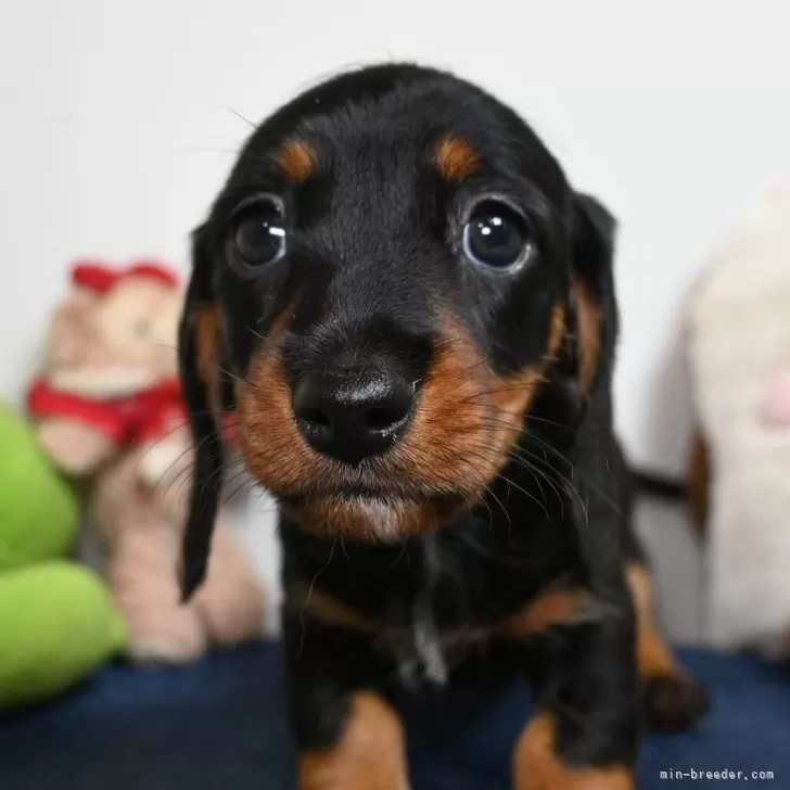 ID:2405-04889の子犬