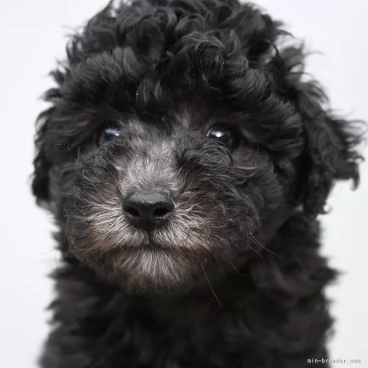 ID：2404-00979の子犬