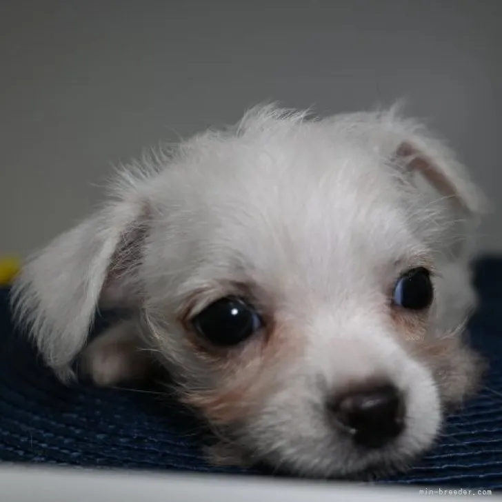 ID:2309-04934の子犬