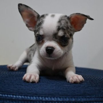 チワワ(スムース)【大分県・男の子・2023年7月19日・ホワイト&ブルーマール】の写真「ブルーアイの可愛い男の子。両親共遺伝子検査クリア」