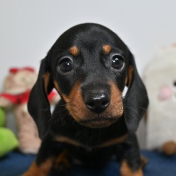 ミニチュアダックスフンド(ワイアー)【大分県・男の子・2024年4月6日・ブラックタン】の写真「可愛い男の子です。両親共遺伝子検査クリアです。」