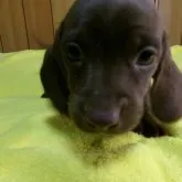 ミニチュアダックスフンド(スムース)【大分県・男の子・2023年3月5日・チョコ】の写真1