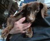 カニンヘンダックスフンド(ロング)【・女の子・2023年4月28日・チョコソリッド】