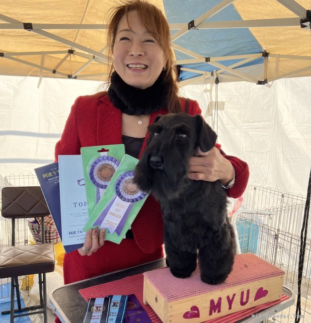 ドッグショー会場にて自家繁殖犬 BOB｜小林　みゆき(こばやし　みゆき)ブリーダー(大阪府・チワワ(ロング)など・JKC登録)の紹介写真1