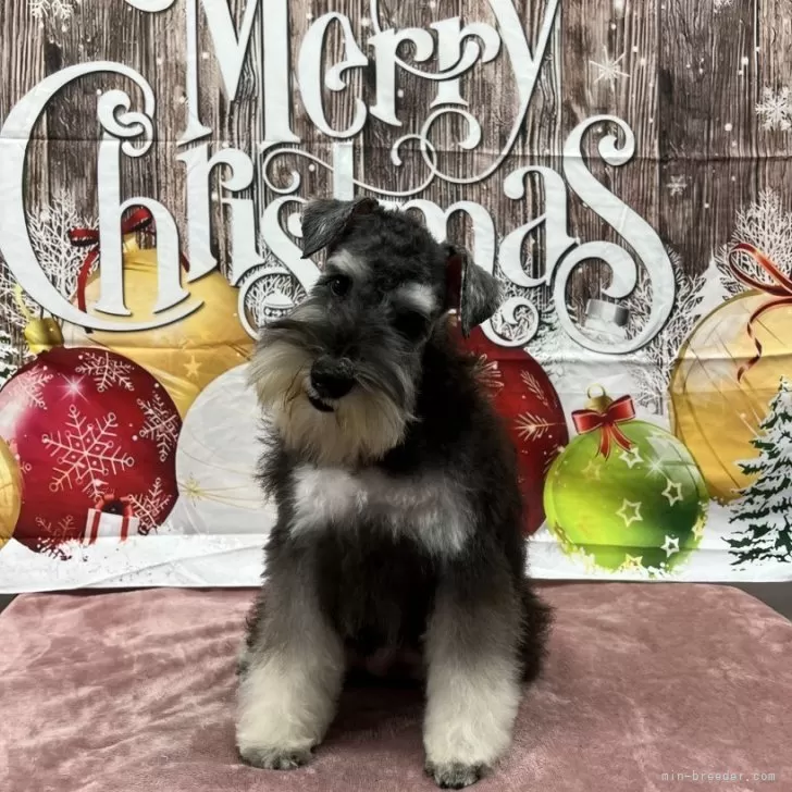 ID:2411-07174の子犬