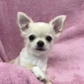 チワワ(ロング)