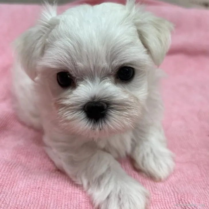悠 様のお迎えした子犬
