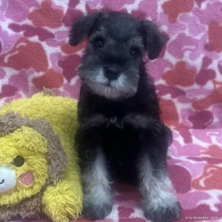ID:2302-01402の子犬