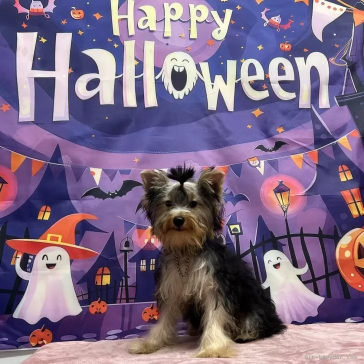 ID：2407-01286の子犬