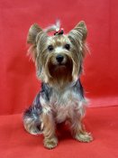 ヨークシャーテリア【・女の子・2023年6月22日・スティールブルー&タン】「ダリア💕」