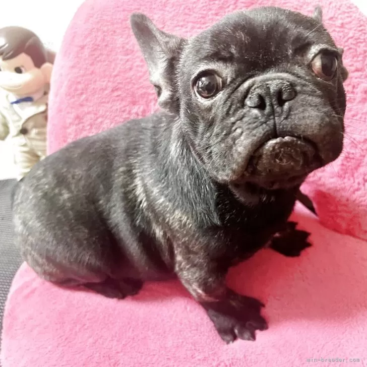 けーくん 様のお迎えした子犬