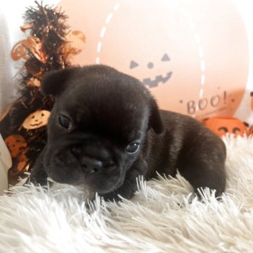フレンチブルドッグ【岡山県・女の子・2025年9月16日・ブリンドル】の写真「イチオシbaby🐶」
