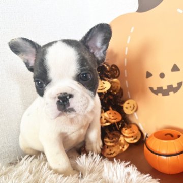 フレンチブルドッグ【岡山県・男の子・2025年9月12日・パイド】の写真「激カワ✨パイドくん」