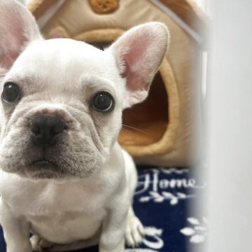 フレンチブルドッグ【岡山県・男の子・2025年9月22日・クリーム🌰】の写真「みんなを笑顔にするのだワン‼︎」