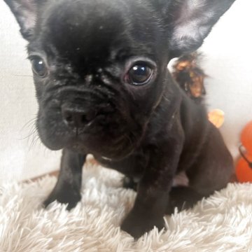 フレンチブルドッグ【岡山県・男の子・2025年9月16日・ブリンドル】の写真「今週いっぱい限定お値下げ✨」