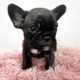 フレンチブルドッグ