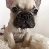 フレンチブルドッグ