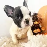 フレンチブルドッグ