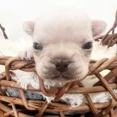 フレンチブルドッグ